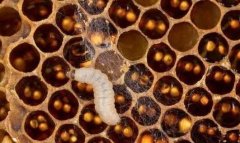 �з䳲����η���