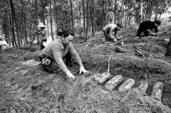 <b>�ּ�յ������� ��ֲ����һĶ����4��Ԫ</b>