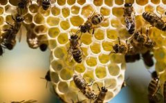 <b>�����ݮ�����з��ڷۣ�����ײ��������ô��</b>