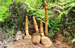 <b>ʲô�ط����ʺ���ֲ����</b>