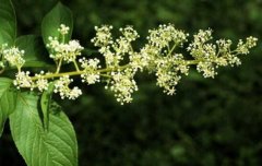 �з���ֳ�����ж���Դֲ������Щ