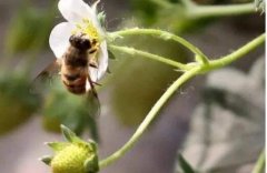 <b>�����ݮ�ڷ��������۷�ɱ���Ч����</b>