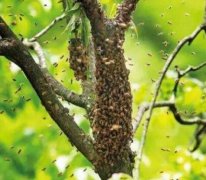 �����з������ѧ���Լ���������