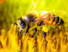 ʲô�������Ҫ���۷�ι��ʳ��