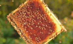 ���������Ӵ���Ƣ