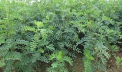 Ŀǰ���������д��ڵ�����