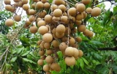 ��ֲ��֦������������ڷۺû����з��ڷۺã�