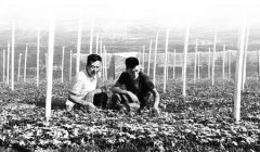 <b>�Ĵ�����ƽ����ߵͺ�����ֲ����������,һĶ�����5��Ԫ!</b>