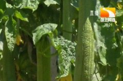 <b>����˿�ϲ�Ϊ��ʳֻΪҩ�ã�Ķ��Ч��4000Ԫ��</b>