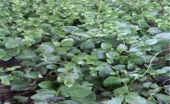 �����ߺ�������һ��ҩ���������߸߲���ֲ��������Щ��