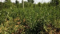 ���׷ʩҶ��ʲ����ߡ�Ʒ�ʺ�