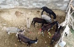 <b>ĸ¿ʲôʱ��������ã����������ĸ¿�����ʣ�</b>