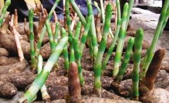 2020���������Ǯһ������������磿����Щ���ɣ�