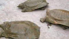 2020�������Ǯһ�����������Щ����