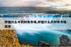 <b>��ֲʲô��ҩ�����г�,��ֲʲôҩ�����г�ǰ��</b>