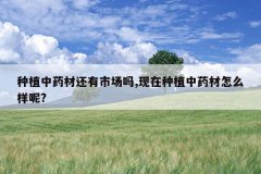 <b>��ֲ��ҩ�Ļ����г���,������ֲ��ҩ����ô����?</b>