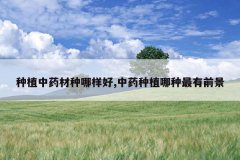 <b>��ֲ��ҩ����������,��ҩ��ֲ��������ǰ��</b>