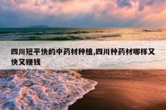 <b>�Ĵ���ƽ�����ҩ����ֲ,�Ĵ���ҩ�������ֿ���׬Ǯ</b>