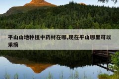 <b>ƽɽɽ����ֲ��ҩ������,����ƽɽ������Բ�ժ</b>