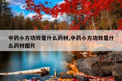 <b>��ҩС����Ч��ʲôҩ��,��ҩС����Ч��ʲôҩ��ͼƬ</b>