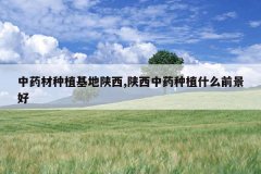 <b>��ҩ����ֲ��������,������ҩ��ֲʲôǰ����</b>