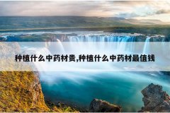 <b>��ֲʲô��ҩ�Ĺ�,��ֲʲô��ҩ����ֵǮ</b>