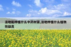 <b>�ݵ�����ֲʲô��ҩ����,�ݵ���ֲʲôֲ��Ч���</b>