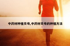 <b>��ҩ����ֲ��ĸ,��ҩ�ı�ĸ����ֲ����</b>