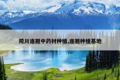 <b>�괨������ҩ����ֲ,������ֲ����</b>