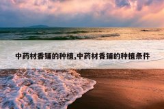 <b>��ҩ�����̵���ֲ,��ҩ�����̵���ֲ����</b>