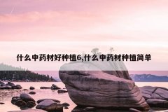 <b>ʲô��ҩ�ĺ���ֲ6,ʲô��ҩ����ֲ��</b>