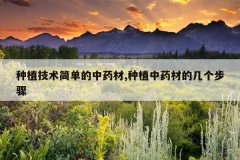 <b>��ֲ�����򵥵���ҩ��,��ֲ��ҩ�ĵļ�������</b>