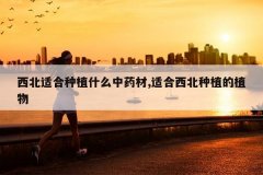 <b>�����ʺ���ֲʲô��ҩ��,�ʺ�������ֲ��ֲ��</b>