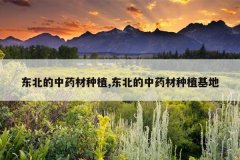 <b>��������ҩ����ֲ,��������ҩ����ֲ����</b>
