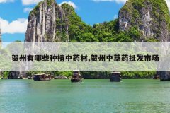 <b>��������Щ��ֲ��ҩ��,�����в�ҩ�����г�</b>