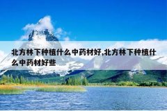<b>����������ֲʲô��ҩ�ĺ�,����������ֲʲô��ҩ�ĺ�Щ</b>