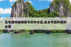 <b>��������ֲ��Щ��ҩ�ĺ���,�ʺ�������ֲ��ˮ��</b>