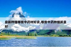 <b>Ŀǰ��ֲ��Щ��ҩ�ĺ���,��Щ��ҩ��ֲǰ����</b>