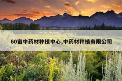 <b>60Ķ��ҩ����ֲ����,��ҩ����ֲ���޹�˾</b>