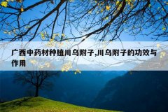 <b>������ҩ����ֲ���ڸ���,���ڸ��ӵĹ�Ч������</b>