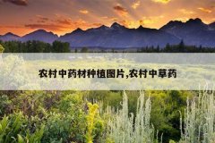 <b>ũ����ҩ����ֲͼƬ,ũ���в�ҩ</b>