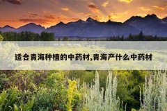 <b>�ʺ��ຣ��ֲ����ҩ��,�ຣ��ʲô��ҩ��</b>