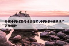 <b>��ֲ��ҩ����������ͼƬ,��ҩ����ֲ���ع����ͼƬ</b>