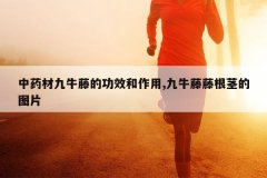 <b>��ҩ�ľ�ţ�ٵĹ�Ч������,��ţ���ٸ�����ͼƬ</b>