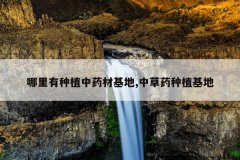 <b>��������ֲ��ҩ�Ļ���,�в�ҩ��ֲ����</b>
