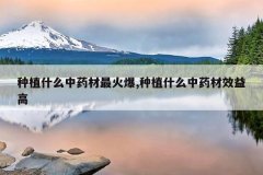 <b>��ֲʲô��ҩ�����,��ֲʲô��ҩ��Ч���</b>