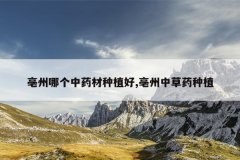 <b>�����ĸ���ҩ����ֲ��,�����в�ҩ��ֲ</b>