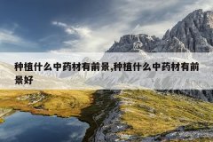 <b>��ֲʲô��ҩ����ǰ��,��ֲʲô��ҩ����ǰ����</b>