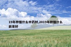 <b>19����ֲʲô��ҩ��,2019����ֲʲôǰ����</b>