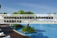 <b>��ҩ����ֲ���������ͼƬ,��ҩ����ֲ���������ͼƬ��ȫ</b>